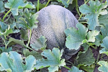 Alacakaranlık saat çiftlikte kavun