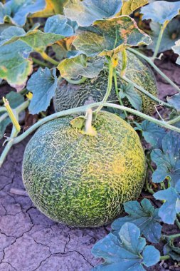 Alacakaranlık saat çiftlikte kavun