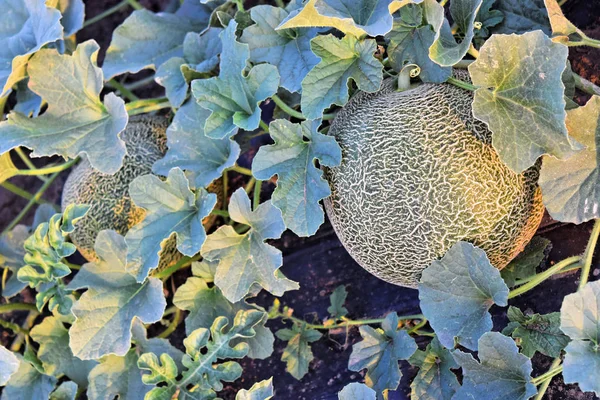 Alacakaranlık saat çiftlikte kavun