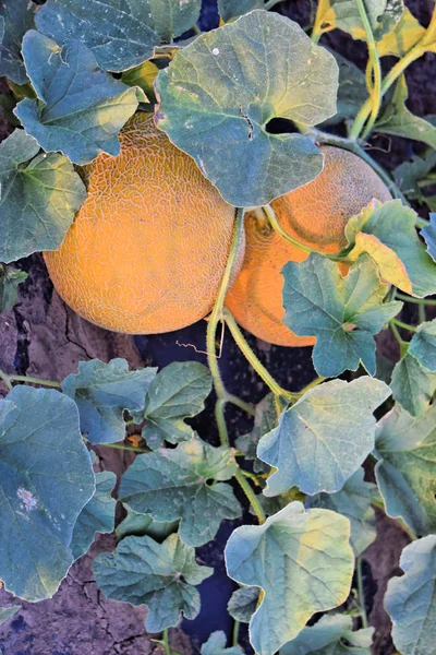 Alacakaranlık saat çiftlikte kavun