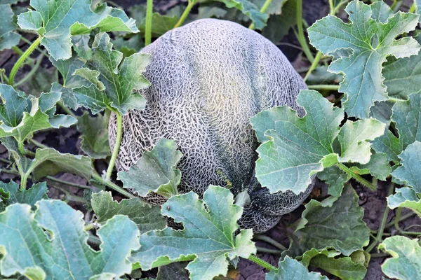 Alacakaranlık saat çiftlikte kavun