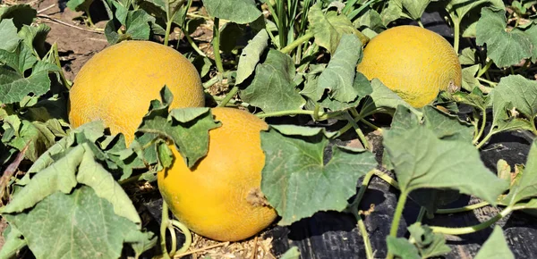 Güneş ışığı grupta kavun