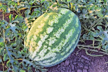 Alacakaranlık saat çiftlikte karpuz