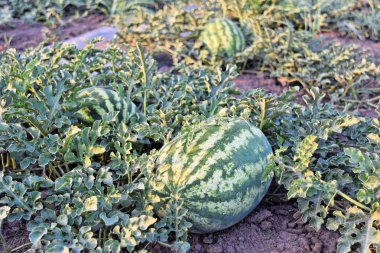 Alacakaranlık saat çiftlikte karpuz