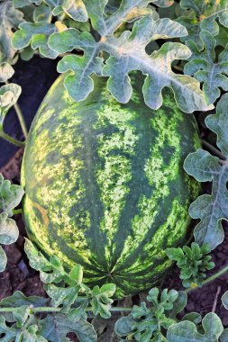 Alacakaranlık saat çiftlikte karpuz