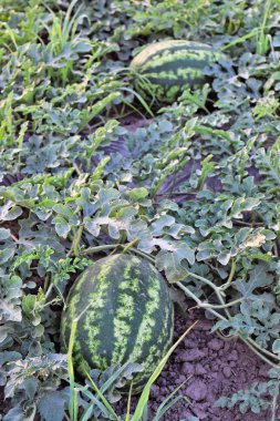 Alacakaranlık saat çiftlikte karpuz