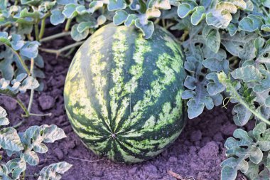 Alacakaranlık saat çiftlikte karpuz