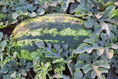 Alacakaranlık saat çiftlikte karpuz