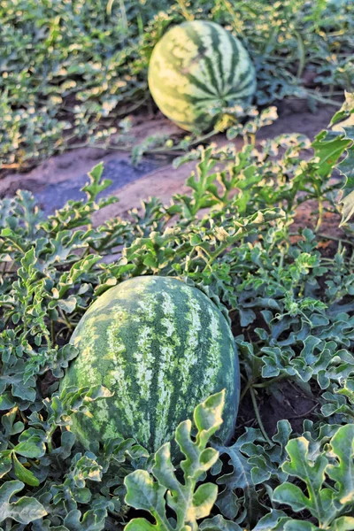 Alacakaranlık saat çiftlikte karpuz