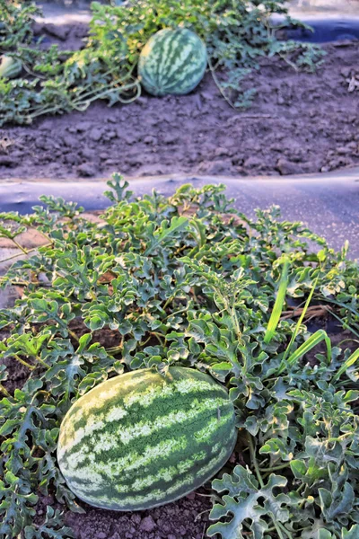 Alacakaranlık saat çiftlikte karpuz