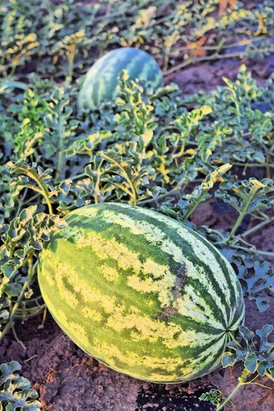 Watermelon farm at dusk time