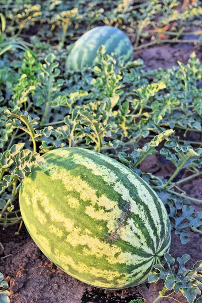 Alacakaranlık saat çiftlikte karpuz