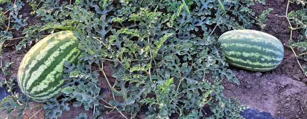 Alacakaranlık saat çiftlikte karpuz