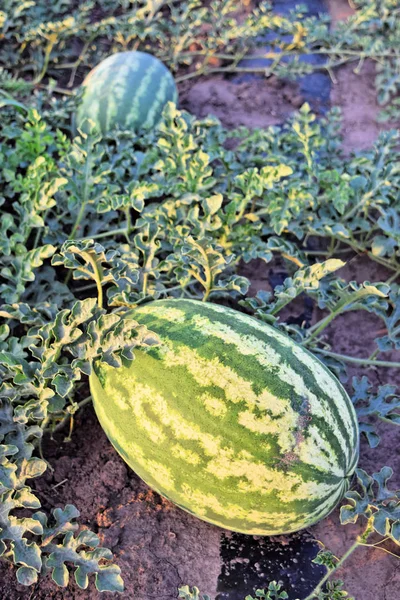 Watermelon farm at dusk time