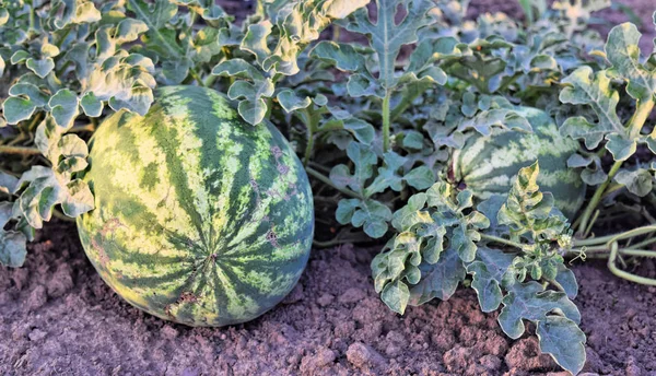 Watermelon farm at dusk time