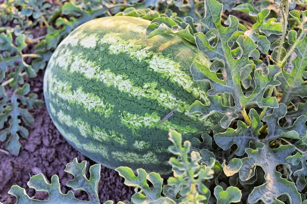 Alacakaranlık saat çiftlikte karpuz