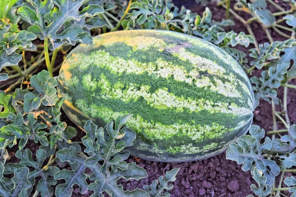 Watermelon farm at dusk time