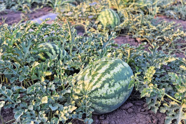 Alacakaranlık saat çiftlikte karpuz