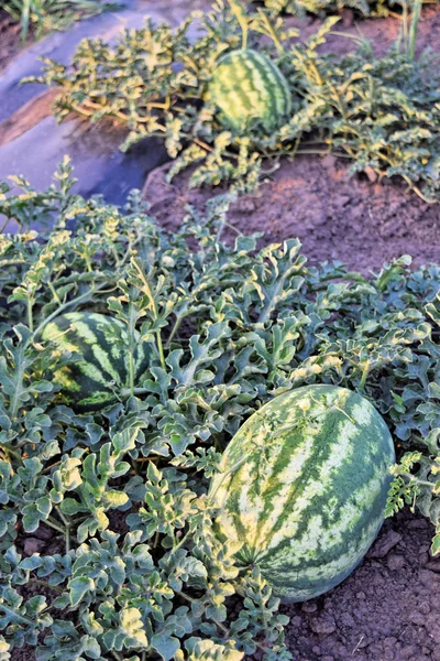 Watermelon farm at dusk time