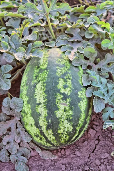 Alacakaranlık saat çiftlikte karpuz