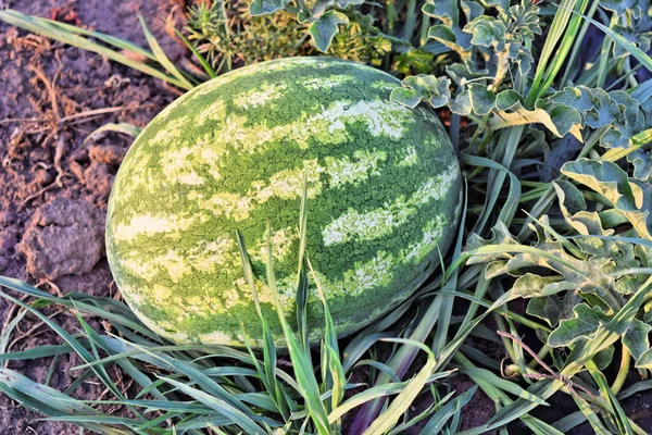 Watermelon farm at dusk time