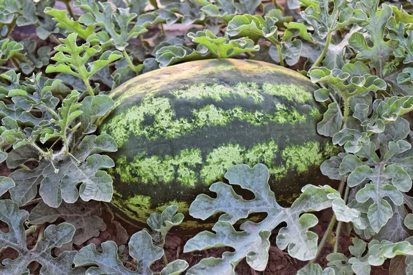 Alacakaranlık saat çiftlikte karpuz