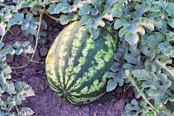 Alacakaranlık saat çiftlikte karpuz