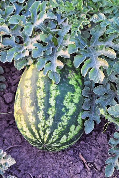 Alacakaranlık saat çiftlikte karpuz