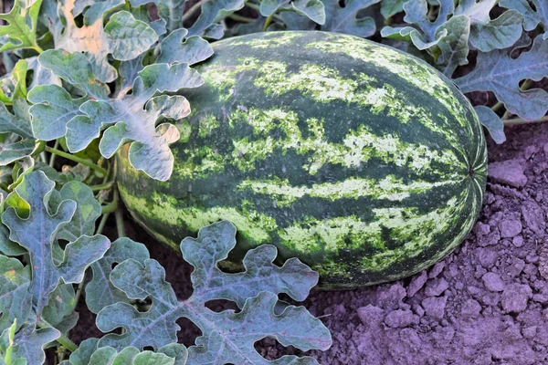 Alacakaranlık saat çiftlikte karpuz