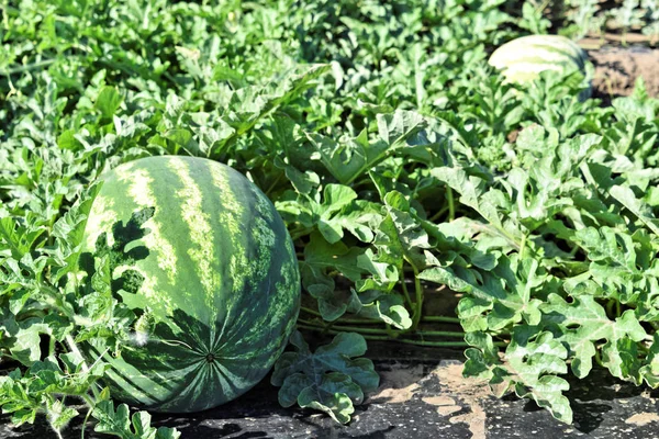 Watermelon farm in eastern Europe