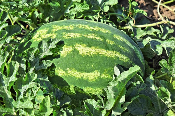 Watermelon farm in eastern Europe