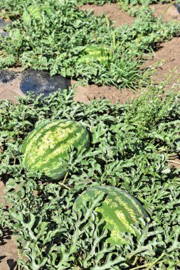 Doğu Avrupa'da karpuz çiftlik