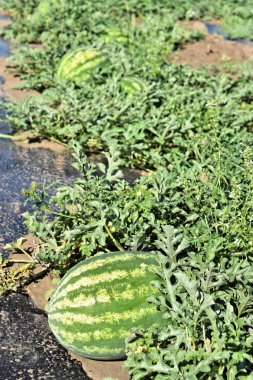 Doğu Avrupa'da karpuz çiftlik