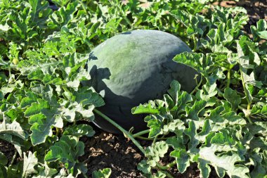 Doğu Avrupa'da karpuz çiftlik