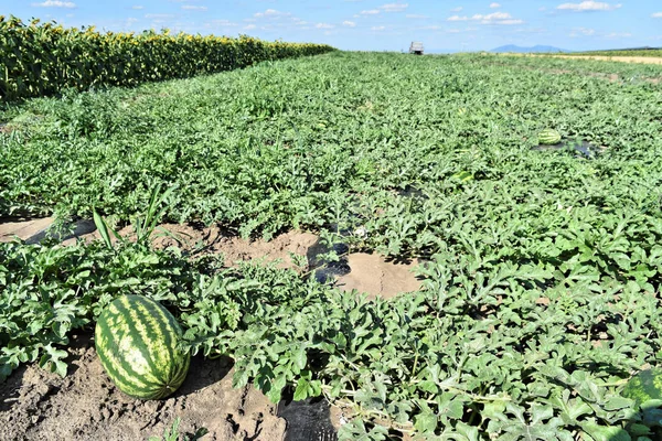 Watermelon farm in eastern Europe