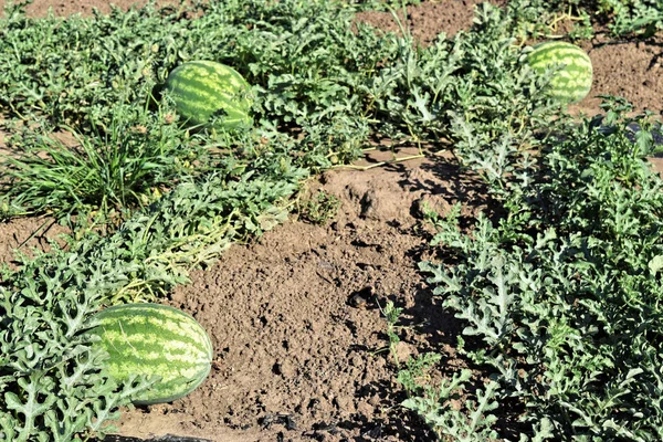 Watermelon farm in eastern Europe