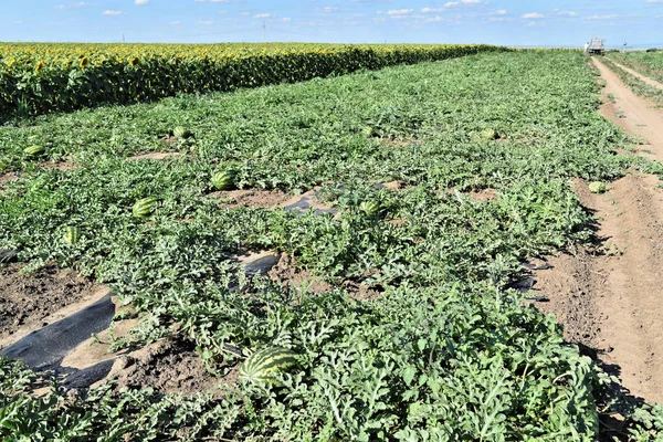 Watermelon farm in eastern Europe