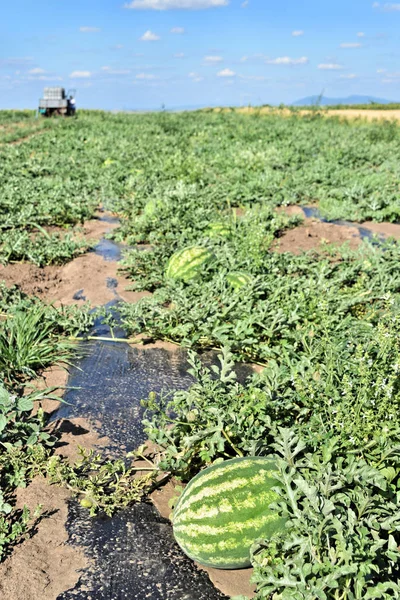 Watermelon farm in eastern Europe