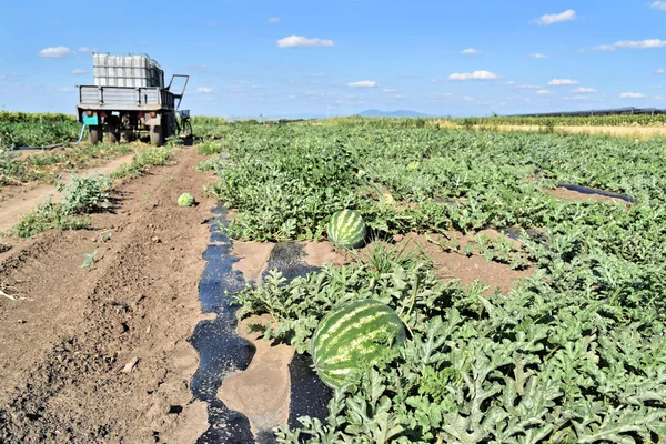 Watermelon farm in eastern Europe