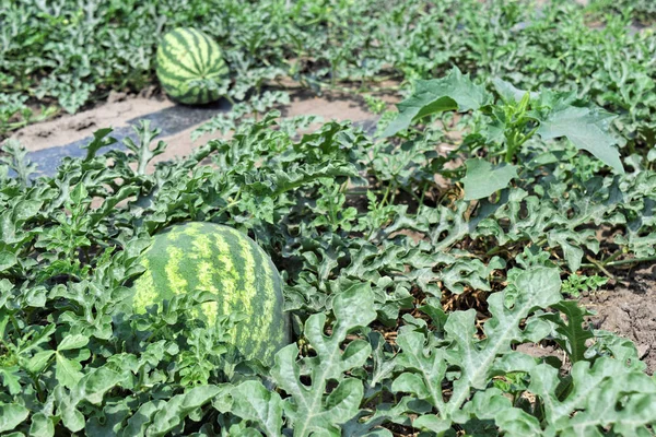 Watermelon farm in eastern Europe