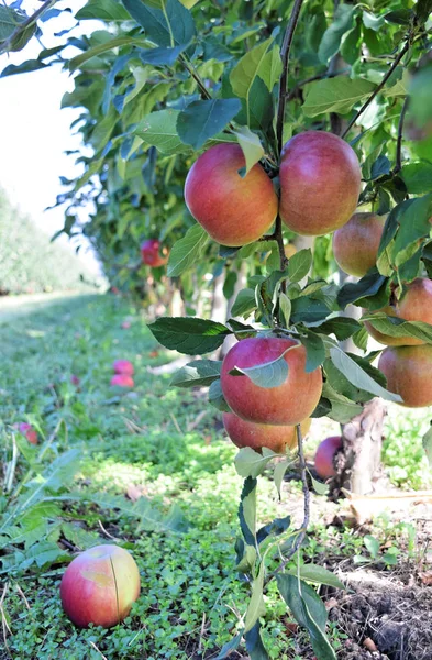 Huerto Manzanas Otoño Braeburn Manzanas Atrevidas — Foto de Stock