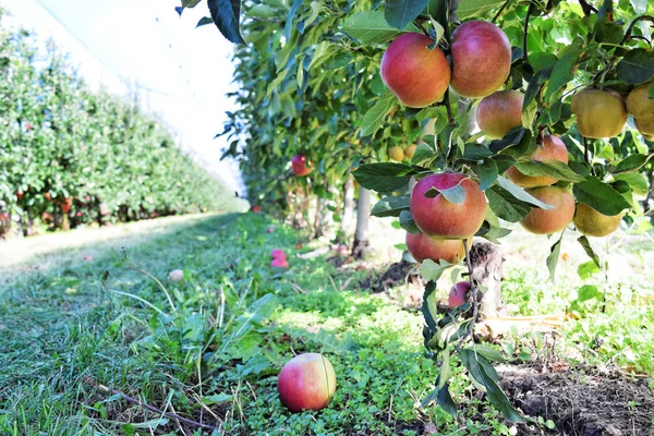 Frutteto Mele Autunno Braeburn Mele Osate — Foto Stock