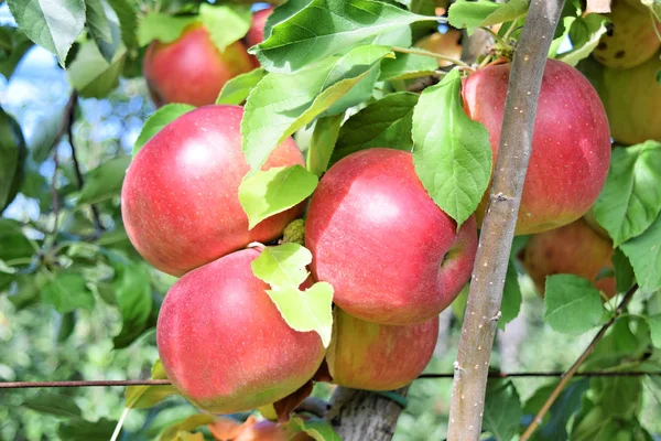 Sad Jabłkowy Jesienią Jabłka Idared Braeburn — Zdjęcie stockowe