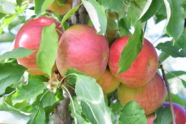 Huerto Manzanas Otoño Braeburn Manzanas Atrevidas — Foto de Stock