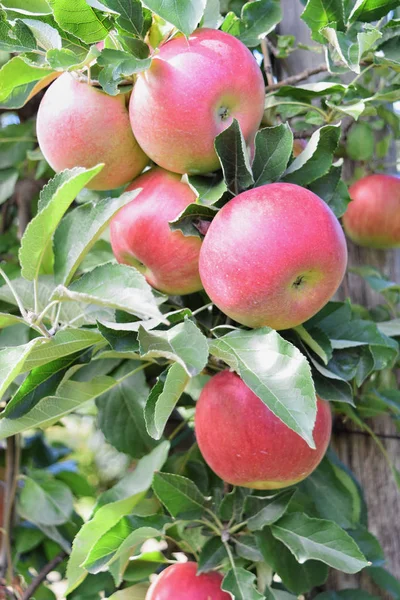 Huerto Manzanas Otoño Braeburn Manzanas Atrevidas — Foto de Stock