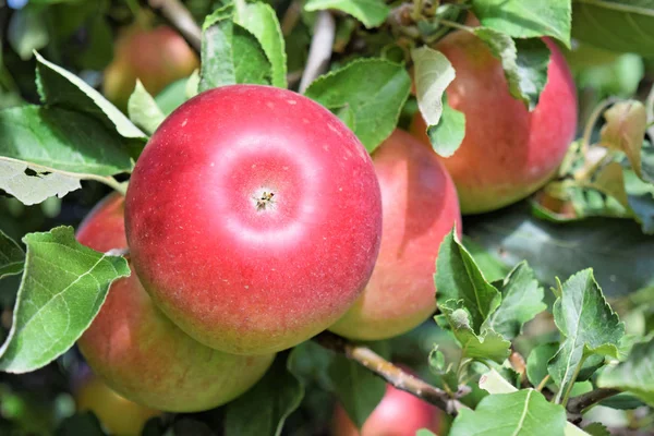 Huerto Manzanas Otoño Braeburn Manzanas Atrevidas — Foto de Stock