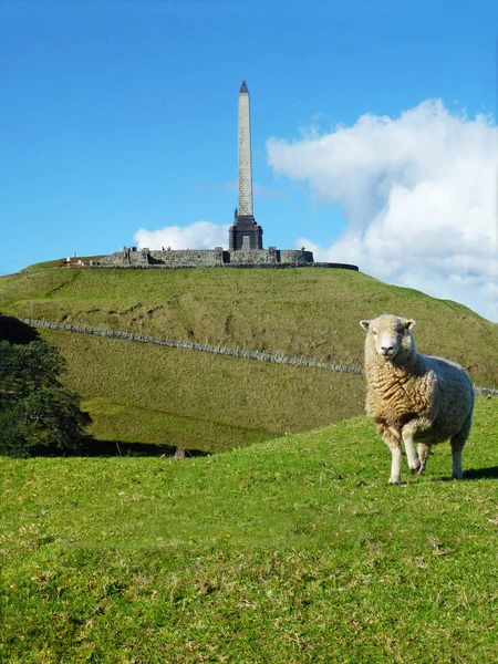 Sheep One Tree Hill Park Auckland New Zealand — Stock Fotó