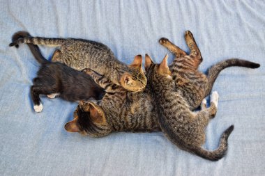 Annesi onu yavru kedi breastfeeds kedi