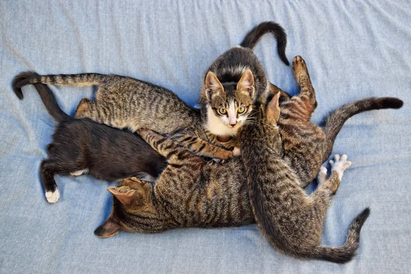 Μητέρα Γάτα Θηλάζει Γατάκια Της — Φωτογραφία Αρχείου