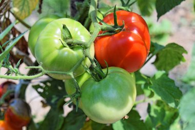 Bir bahçe Homegrown domates 